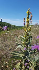 Close-up of purple flowering plants on field against sky