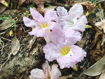 Close-up of flowers