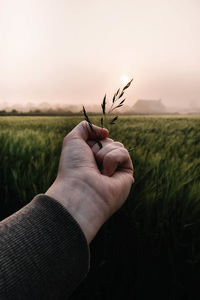 Close-up of hand holding wheat in field