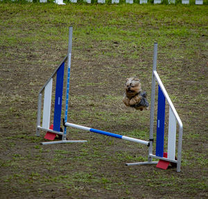 Dog sitting on field