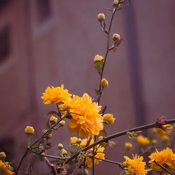 Close-up of yellow flowering plant