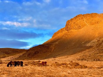 Horses in a field