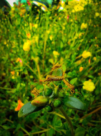 Close-up of insect on plant