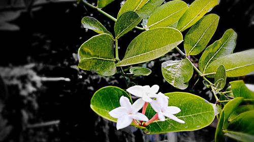 Close-up of plant with water drops