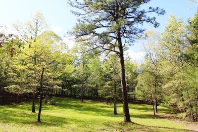 Trees on field against sky