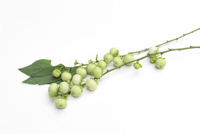 High angle view of vegetables on white background