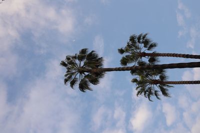 Low angle view of palm tree against sky