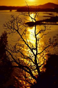 Close-up of silhouette plant against sky during sunset