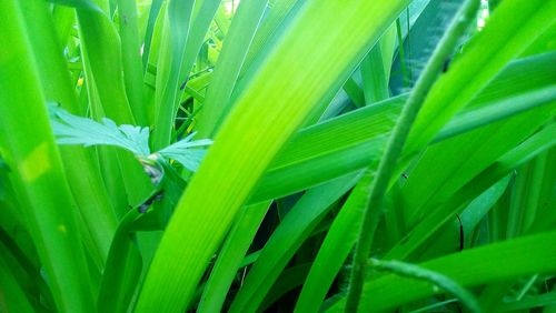 Full frame shot of green leaf