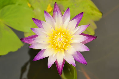 Close-up of purple water lily