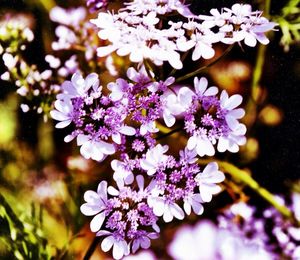 Close-up of purple flowers blooming