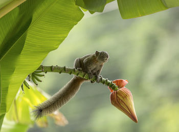 Close-up of bird perching on leaves