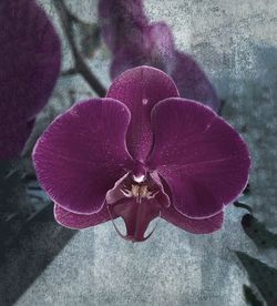 Close-up high angle view of flower
