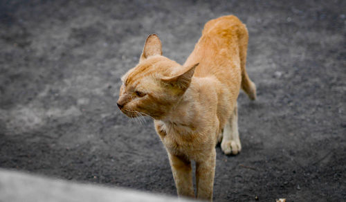 High angle view of a cat on road