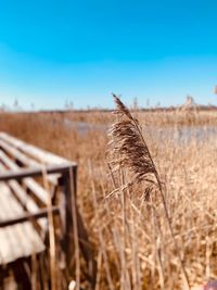 Close-up of stalks in field against blue sky