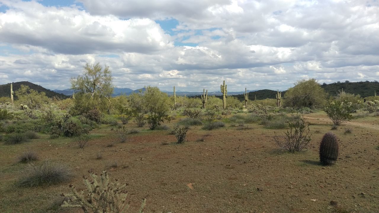 PLANTS GROWING ON LAND AGAINST SKY