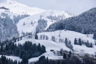 Trees on snow covered mountains