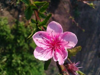 Close-up of pink flower