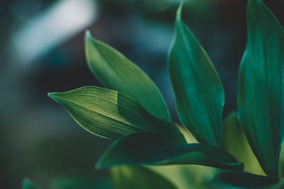 Close-up of green plant