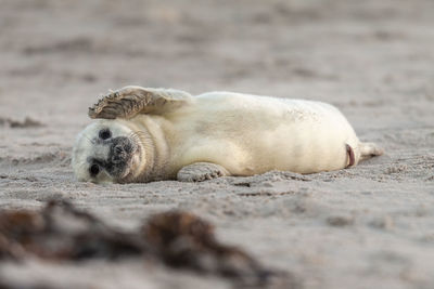 Close-up of seal lying on sand at beach