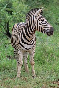Zebra standing in a field