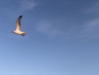 Low angle view of seagull flying in sky