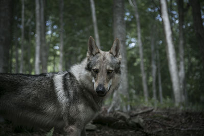 Portrait of a dog in the forest