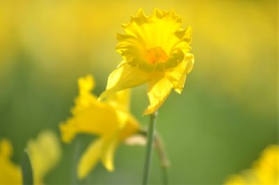 Close-up of yellow flowering plant