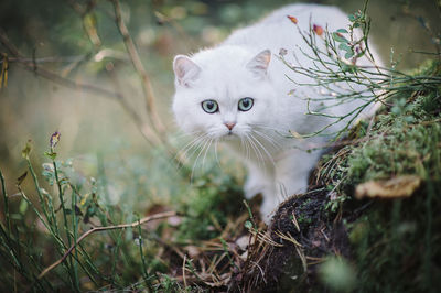 Portrait of a cat