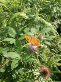 Close-up of butterfly on thistle blooming outdoors