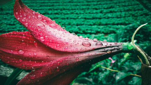 Close-up of raindrops on pink flower