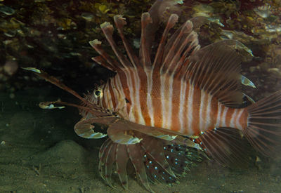 Close-up of fish swimming in sea