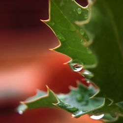 Close-up of wet leaves