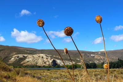 View of flowering plants on field against sky