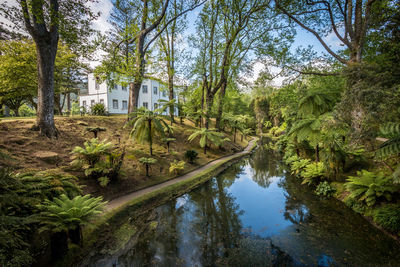 Scenic view of river amidst trees and plants in forest