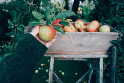 Midsection of man holding apple