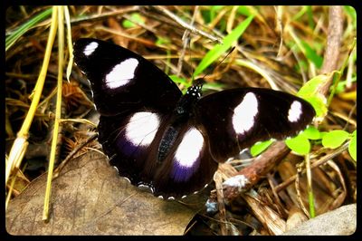 Close-up of butterfly perching on flower