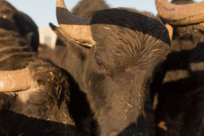 Close-up of buffaloes at farm