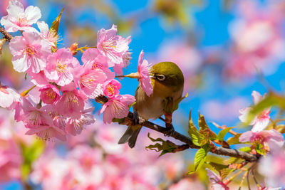 Close-up of butterfly on cherry blossom