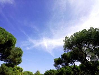 Low angle view of trees against blue sky