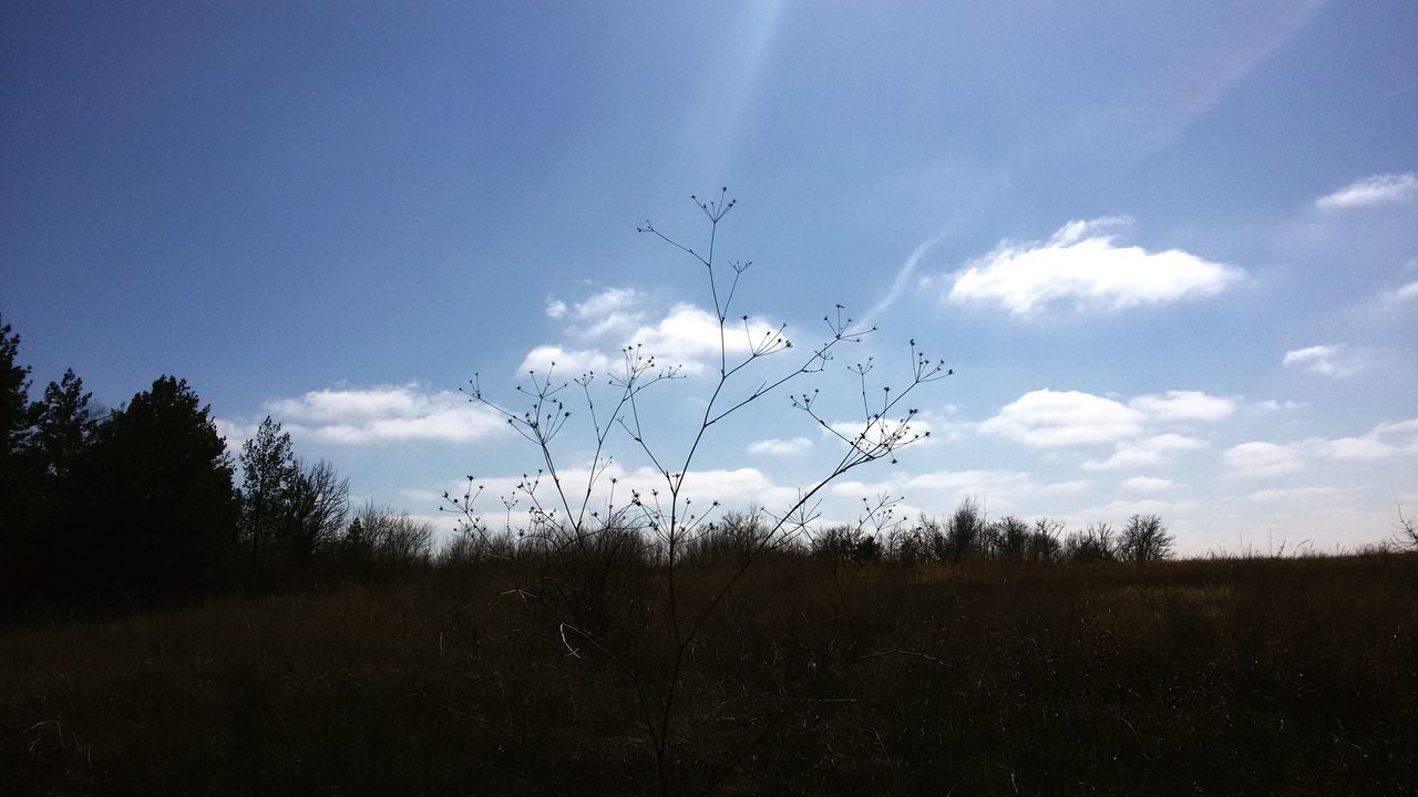 TREE AGAINST SKY