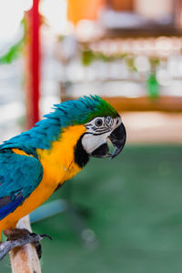 Close-up of parrot perching