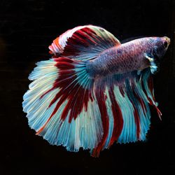 Close-up of fish underwater