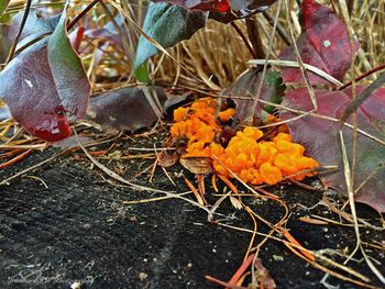 Maple leaves on ground