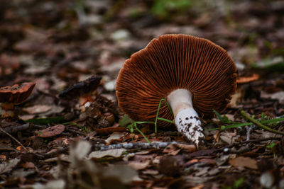 Close-up of mushroom on field