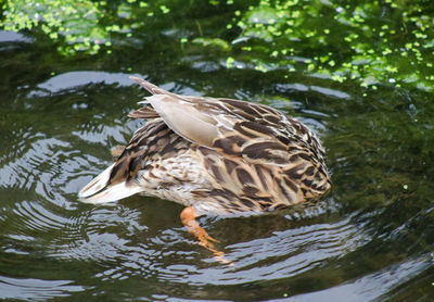Bird in a lake