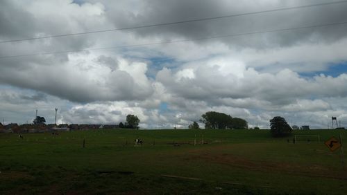 Cows grazing on field against sky