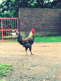 View of a bird on a field