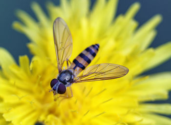 Close-up of butterfly pollinating on purple flower