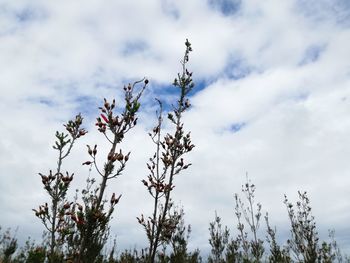 Low angle view of flowering plant against cloudy sky